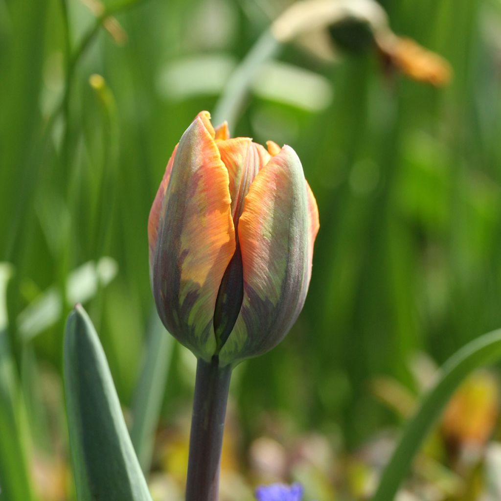 Tulipe Triomphe Princesse Irène