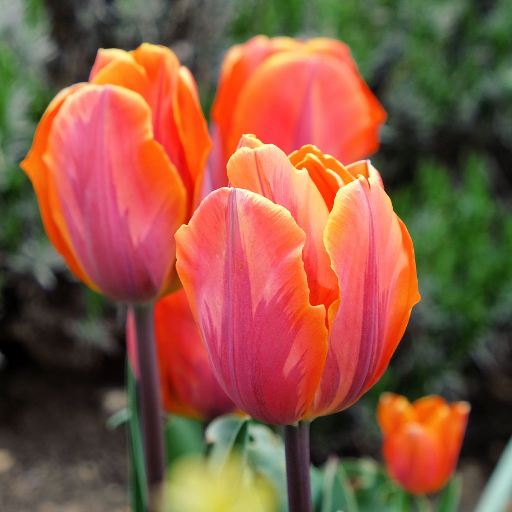 Tulipe Triomphe Princesse Irène