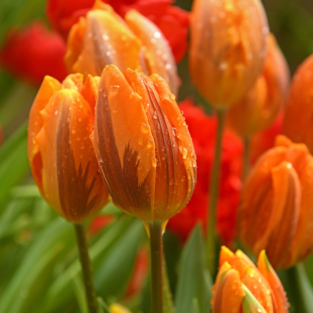 Tulipe Triomphe Princesse Irène