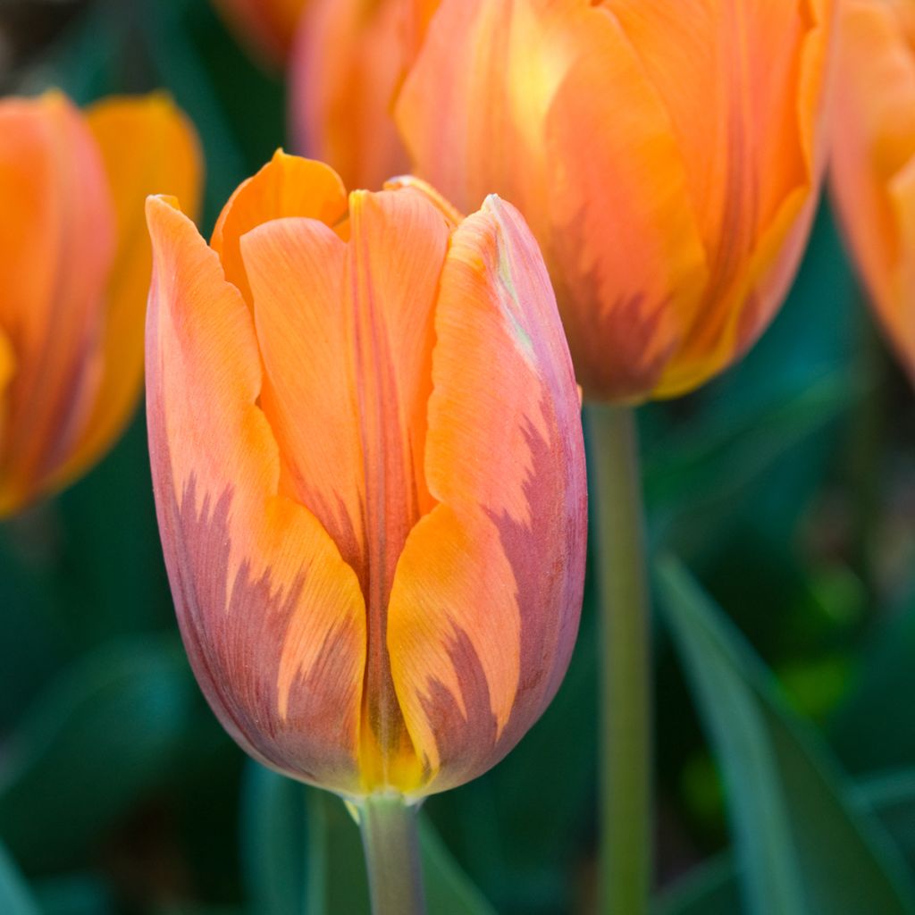 Tulipe Triomphe Princesse Irène