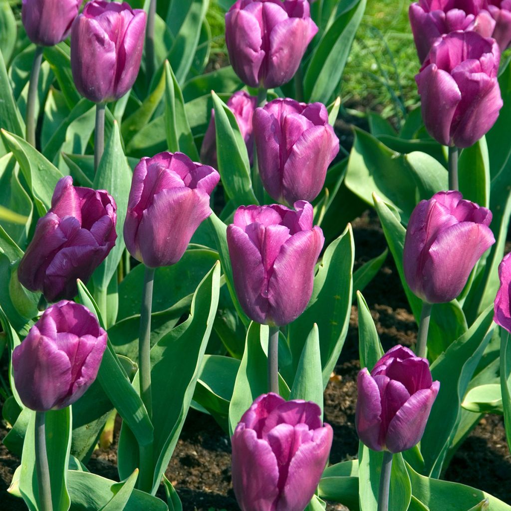 Tulipe Triomphe Purple Flag