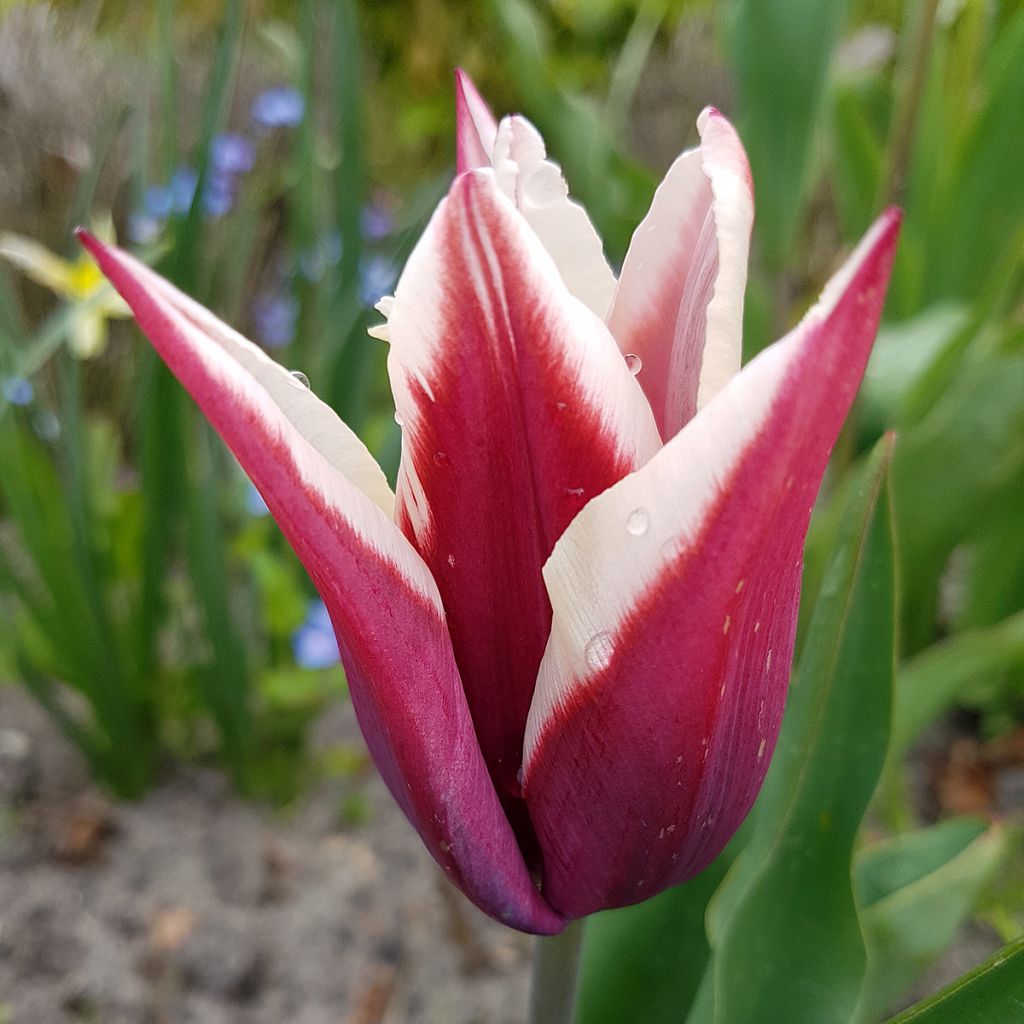 Tulipe Triomphe Rajka