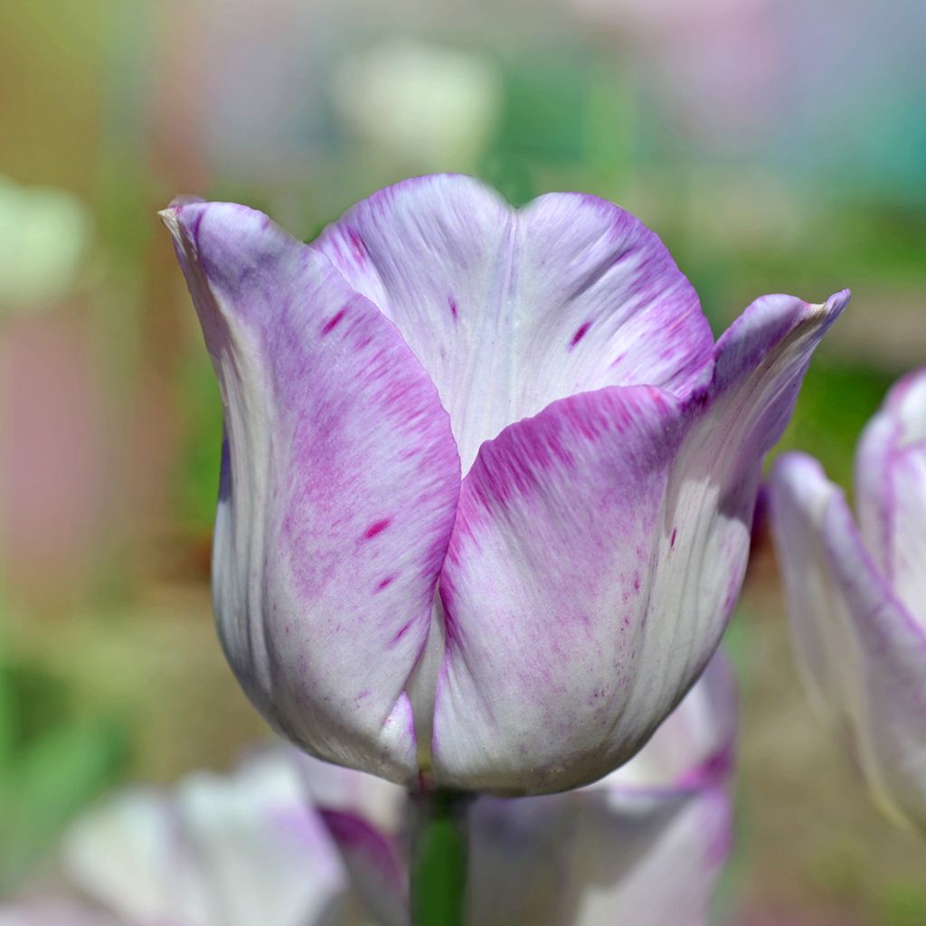 Tulipe Triomphe Shirley