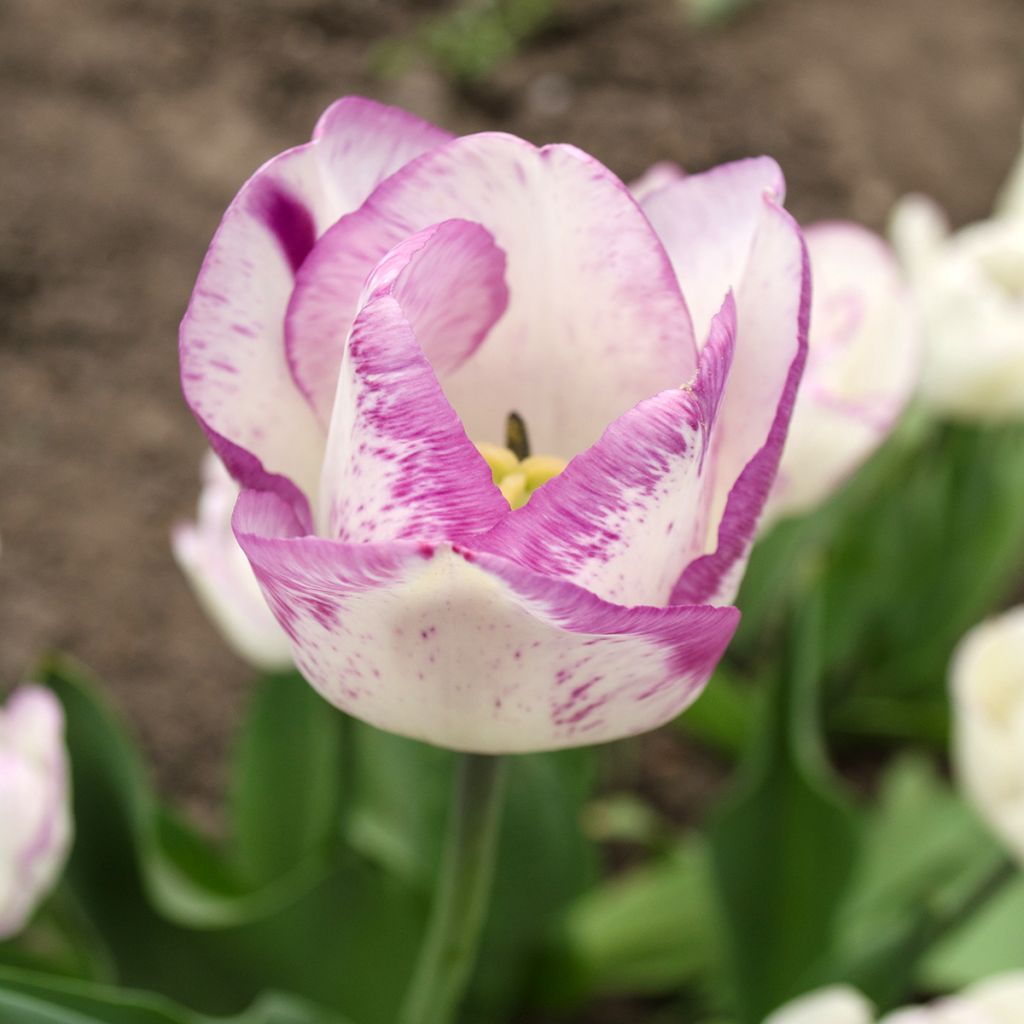 Tulipe Triomphe Shirley