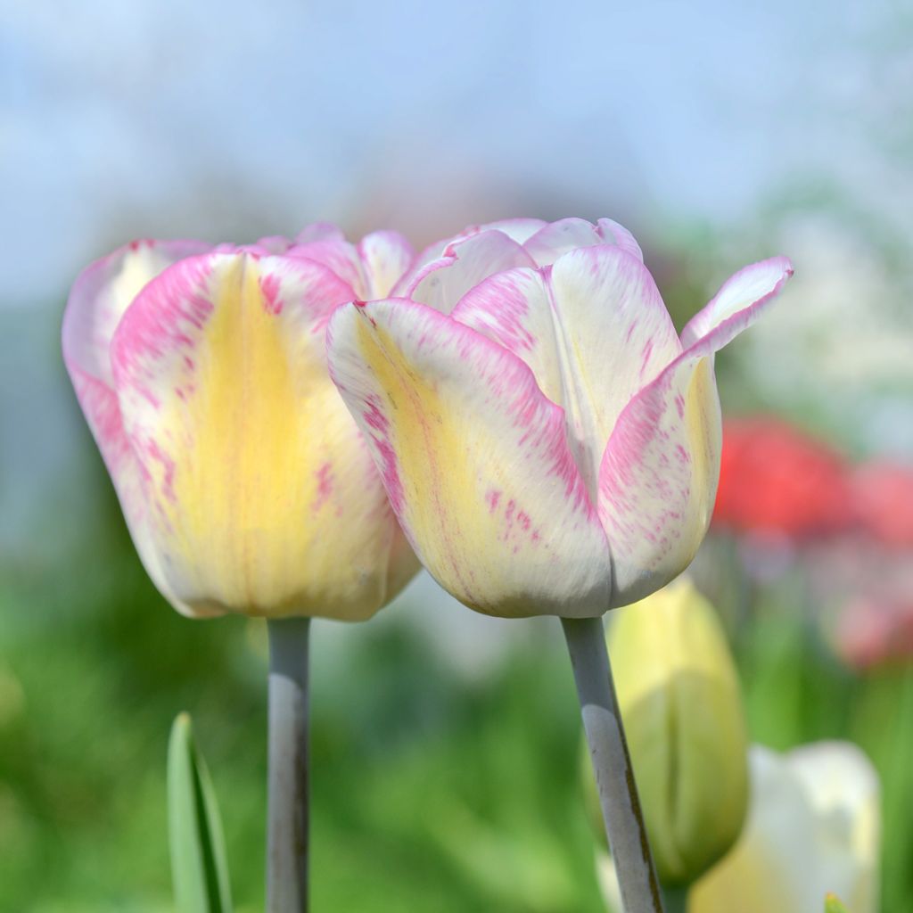 Tulipe Triomphe Shirley