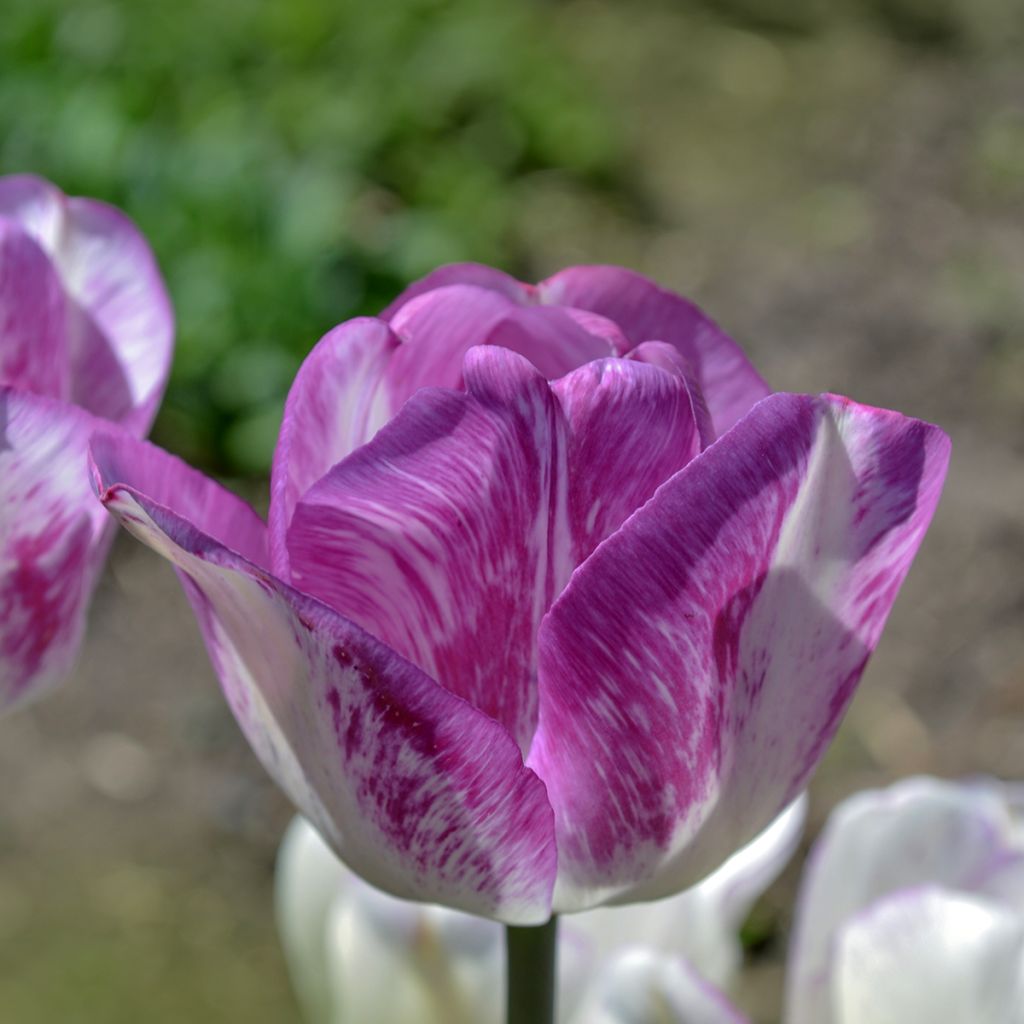 Tulipe Triomphe Shirley