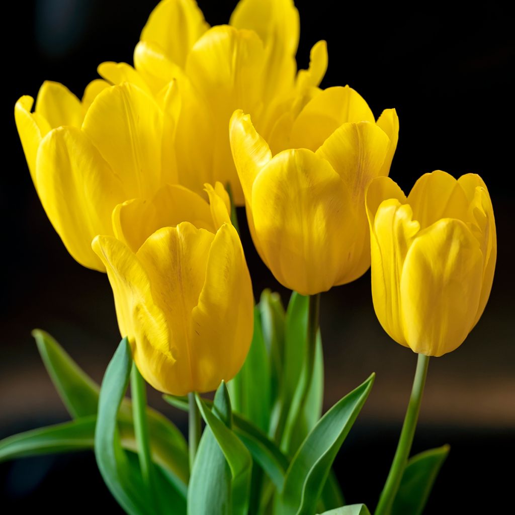 Tulipe Triomphe Strong Gold