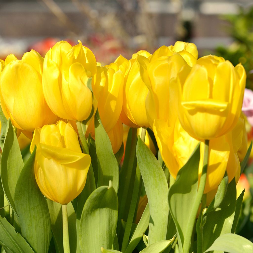 Tulipe Triomphe Strong Gold