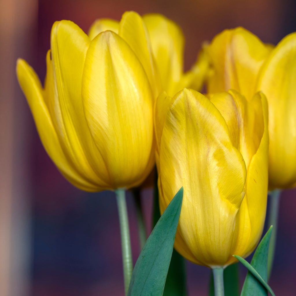 Tulipe Triomphe Strong Gold