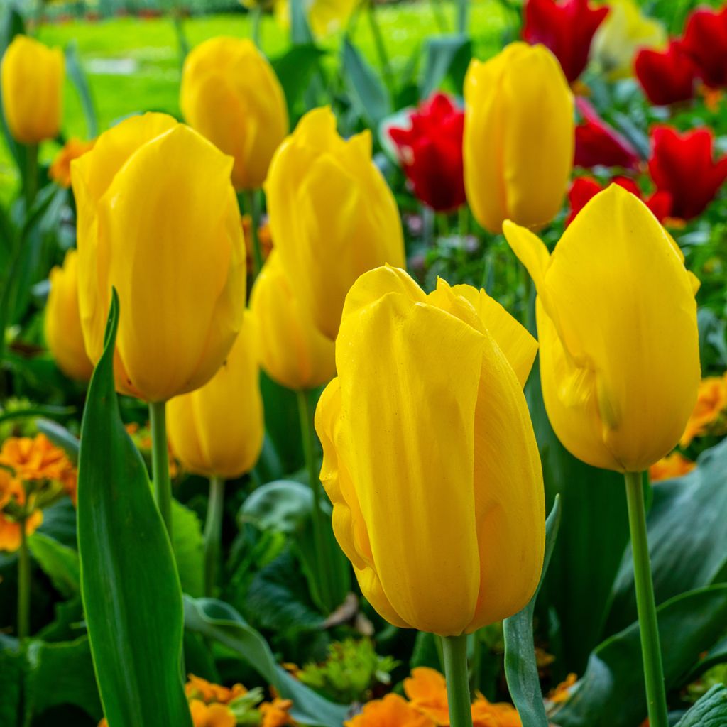 Tulipe Triomphe Strong Gold