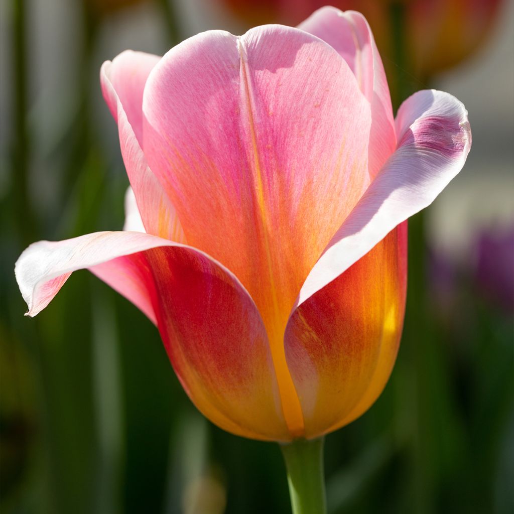 Tulipe Triomphe Tom Pouce