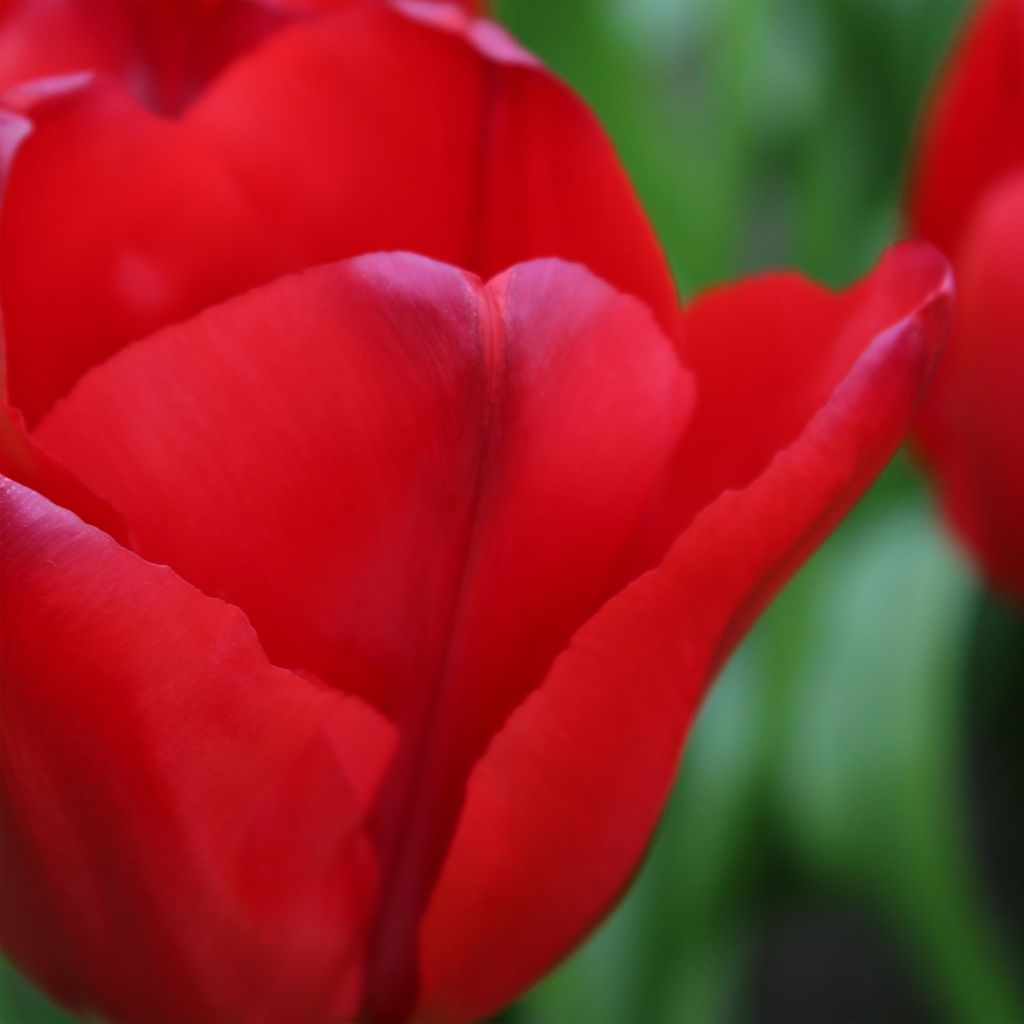 Tulipe Triomphe Unique de France