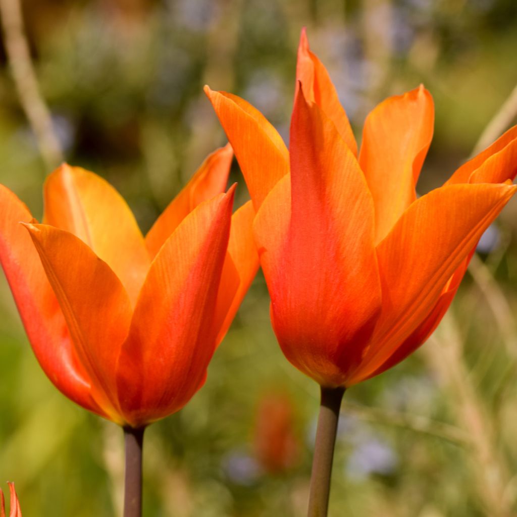 Tulipe Triomphe Véronique Sanson