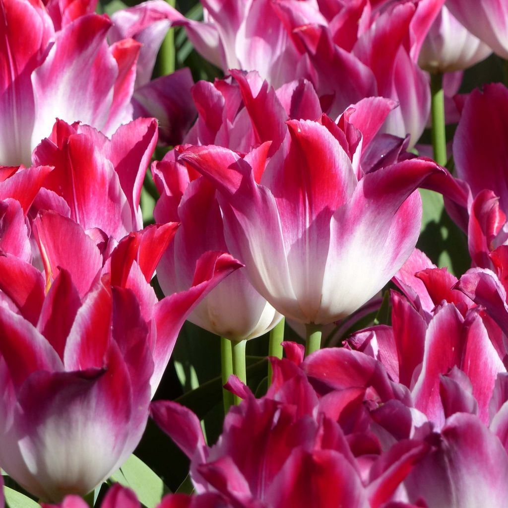 Tulipe Triomphe Whispering Dream