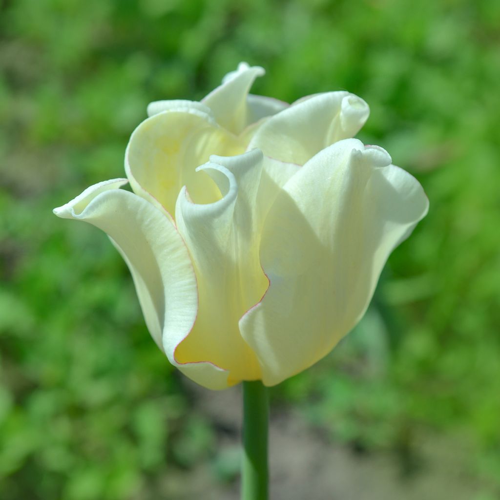 Tulipe Triomphe White Liberstar