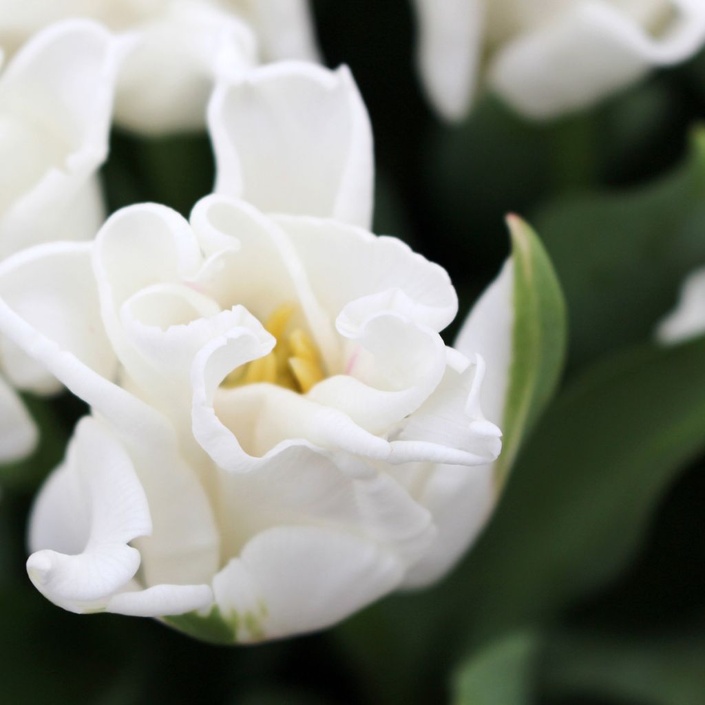 Tulipe Triomphe White Liberstar