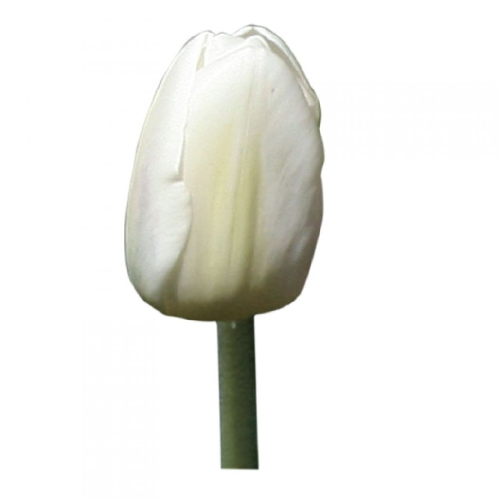 Tulipe Triomphe White Marvel