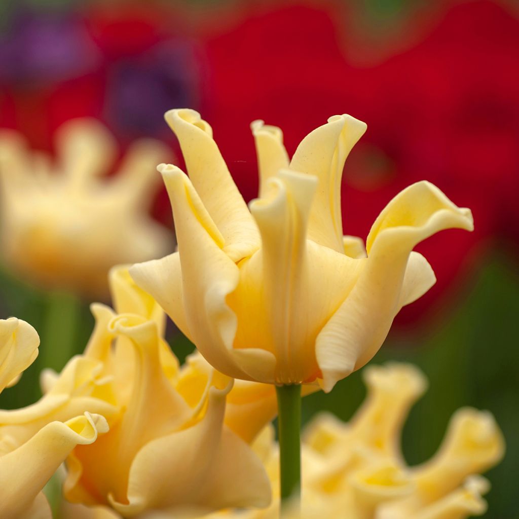 Tulipe Triomphe Yellow Crown