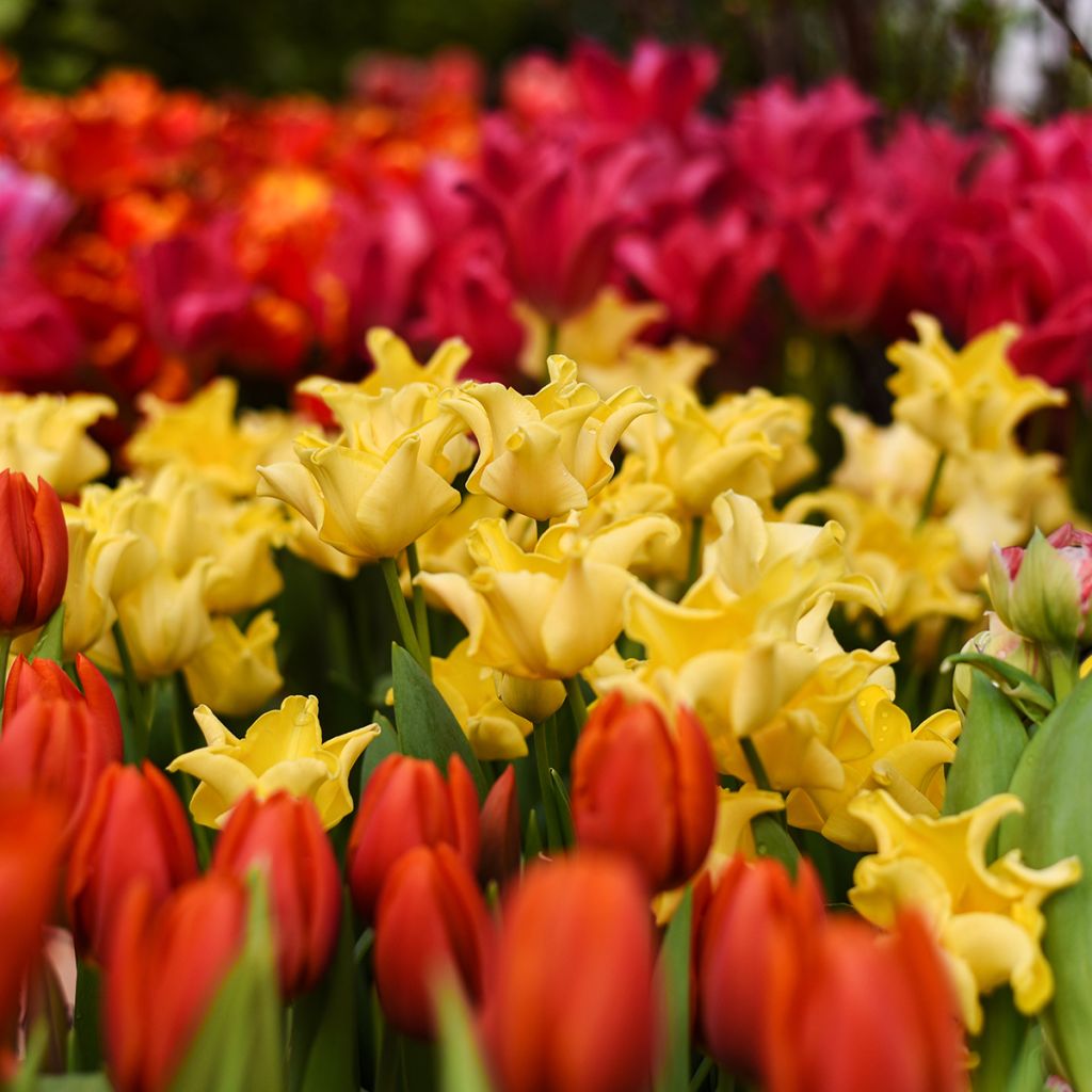 Tulipe Triomphe Yellow Crown