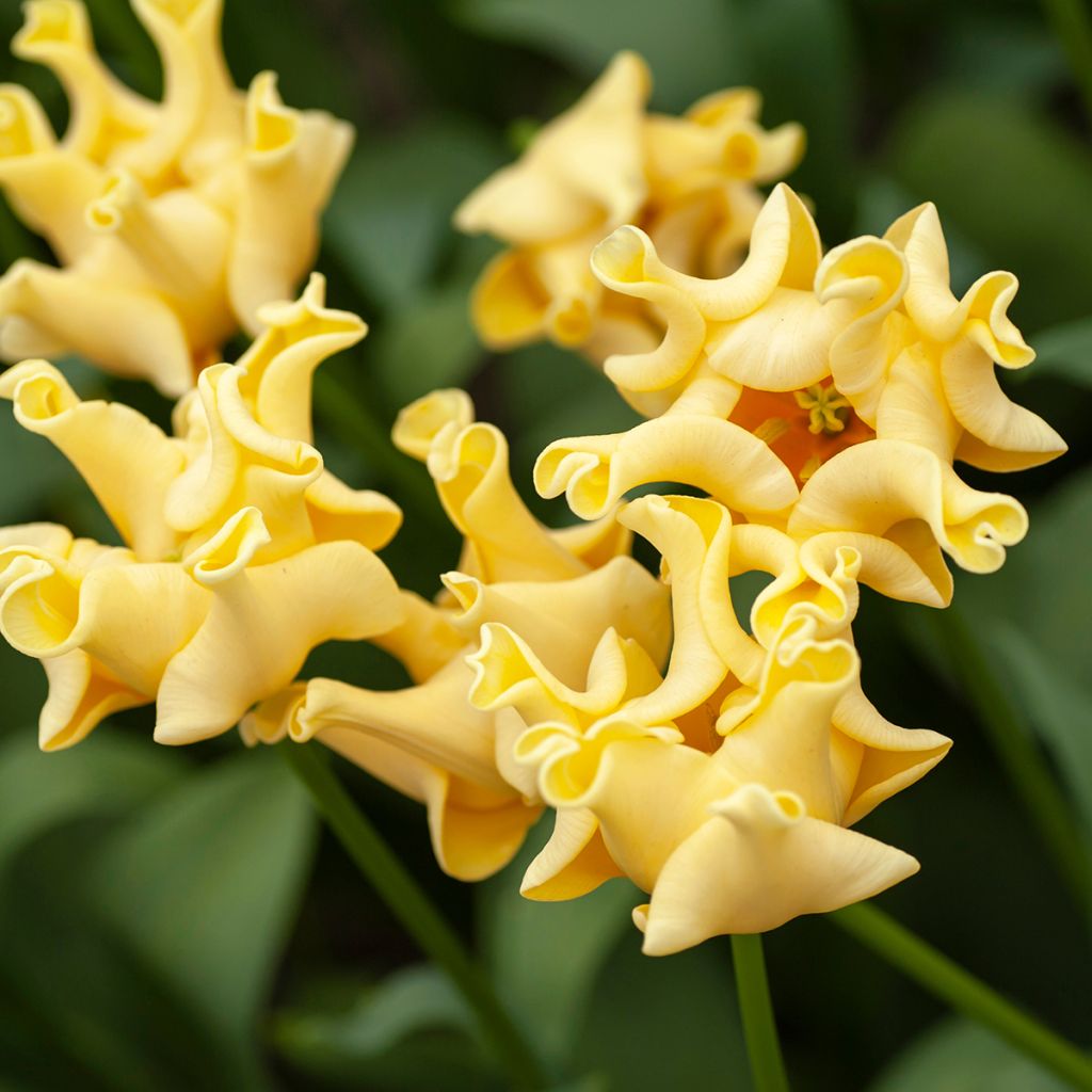 Tulipe Triomphe Yellow Crown