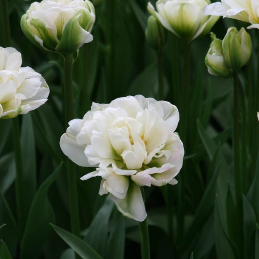 Tulipe Double Tardive White Touch