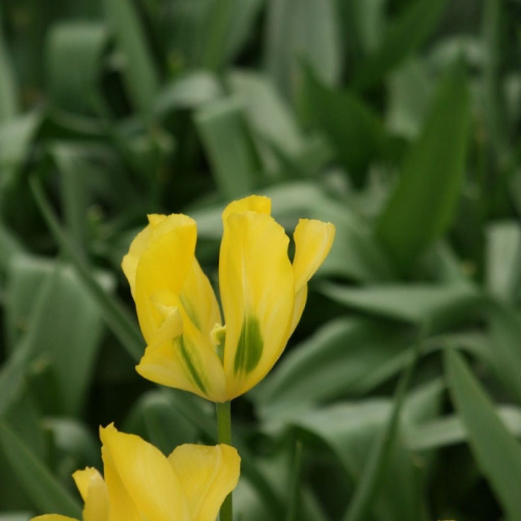 Tulipe Viridiflora Yellow Spring Green