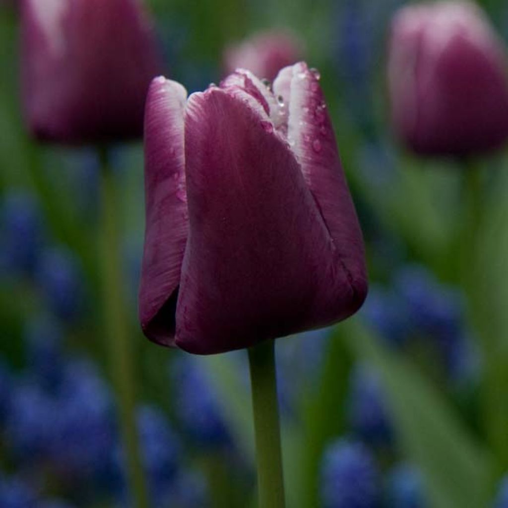 Tulipe Triomphe Arabian Mystery