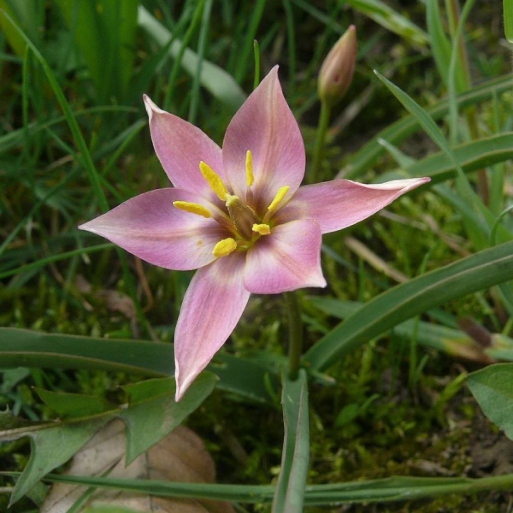 Tulipe Botanique aucheriana