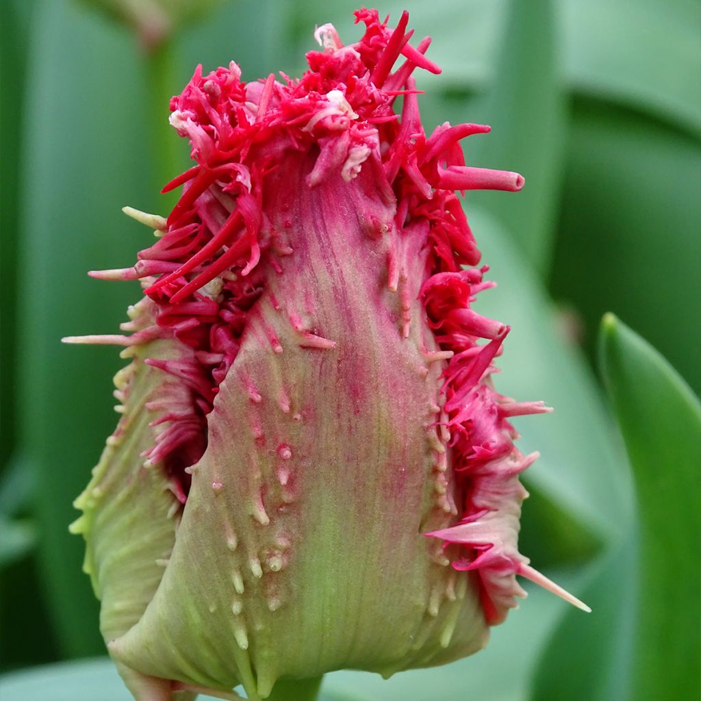 Tulipe dentelée Barbados