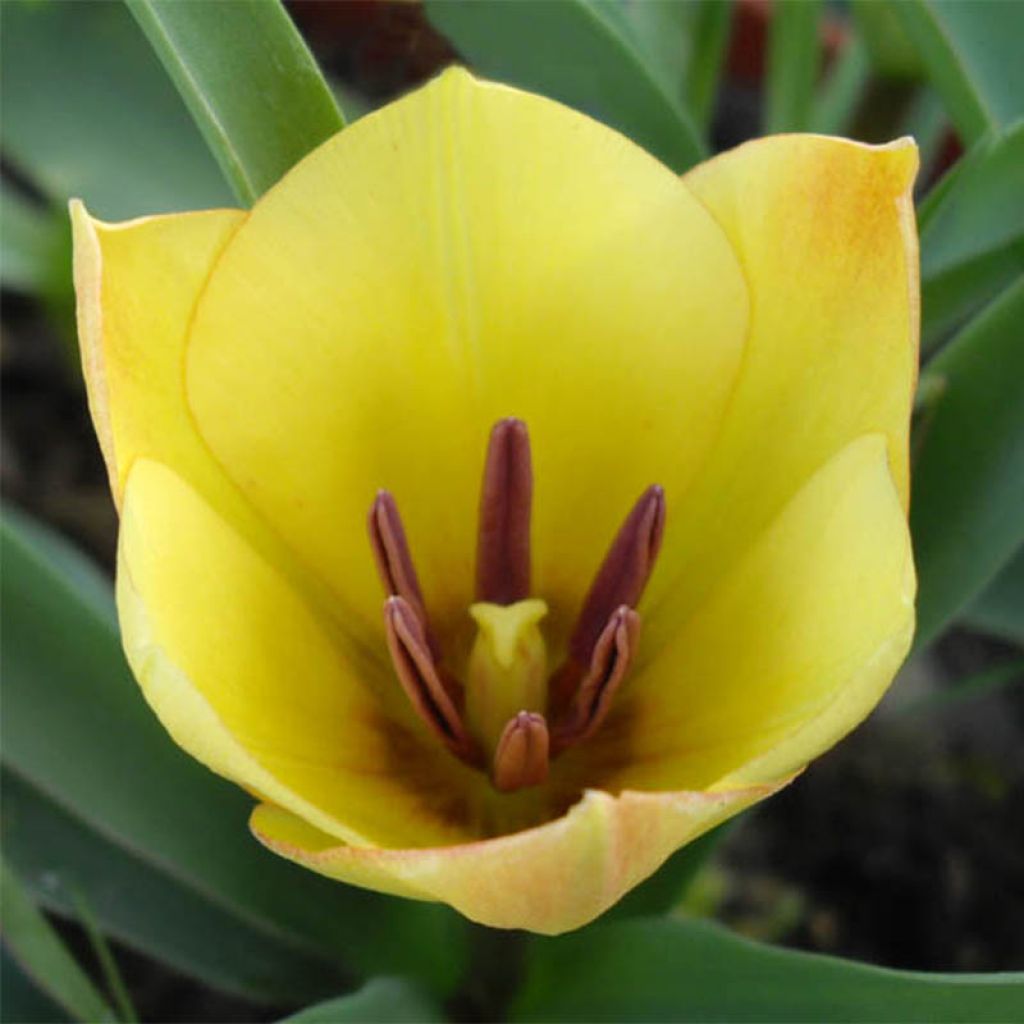 Tulipe batalinii Yellow Jewel