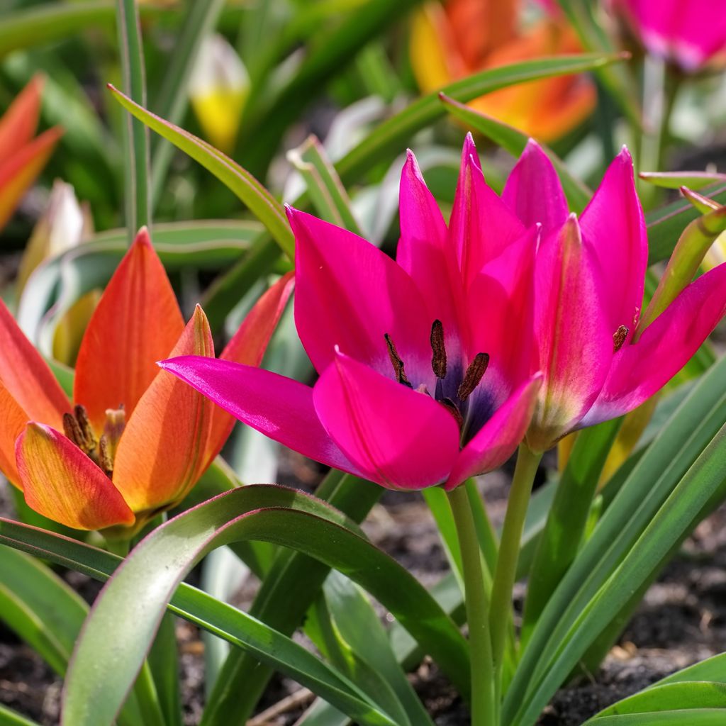 Tulipe botanique Little Beauty