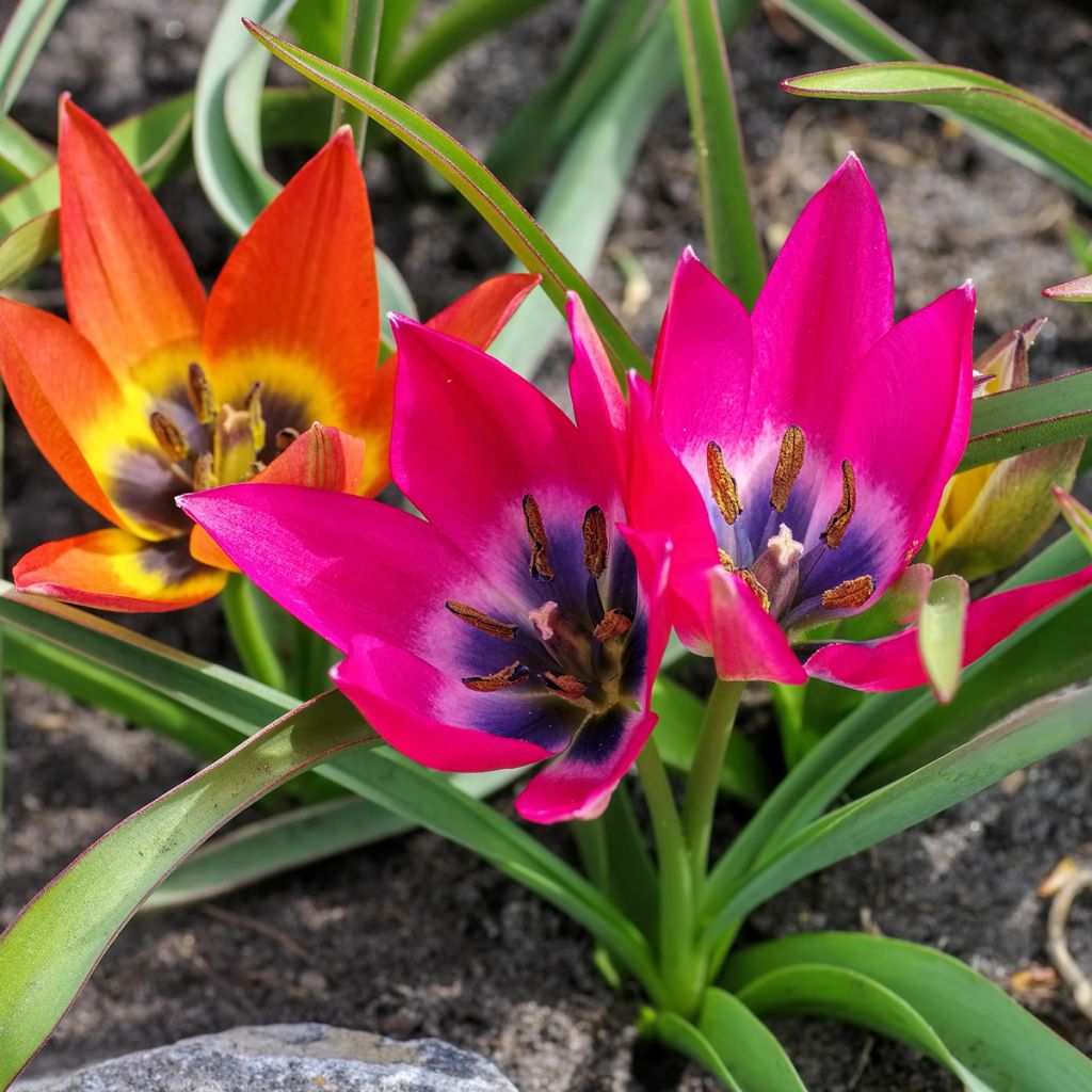 Tulipe botanique Little Beauty