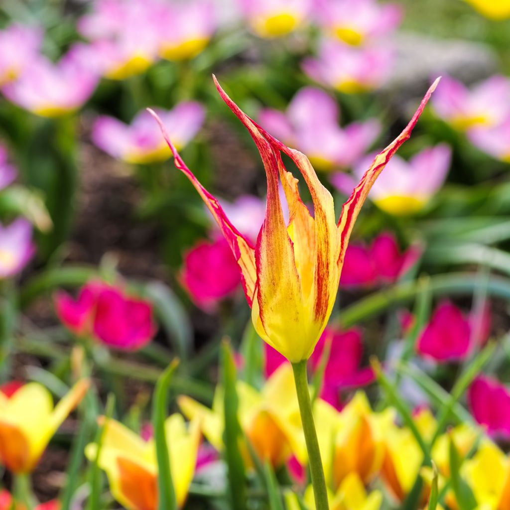Tulipe botanique acuminata - Tulipe cornue