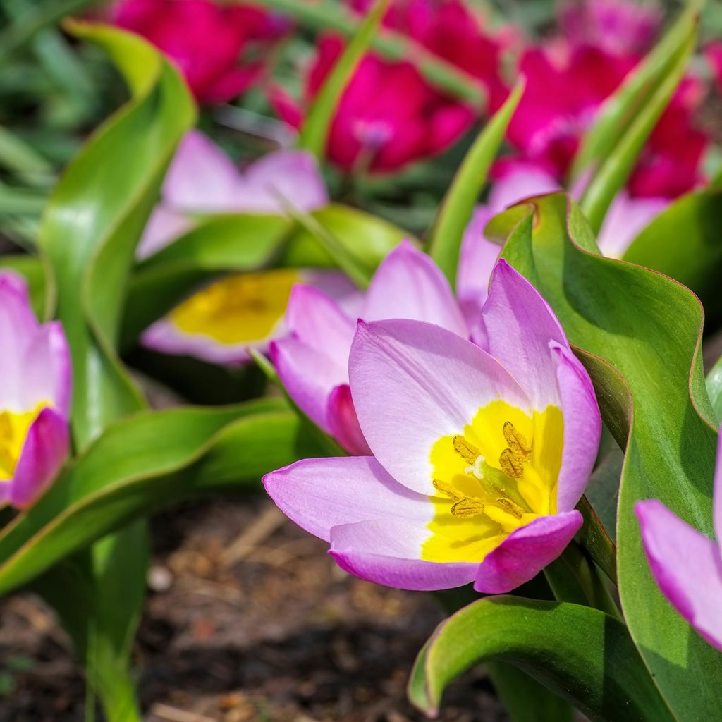 Tulipe botanique bakeri Lilac Wonder