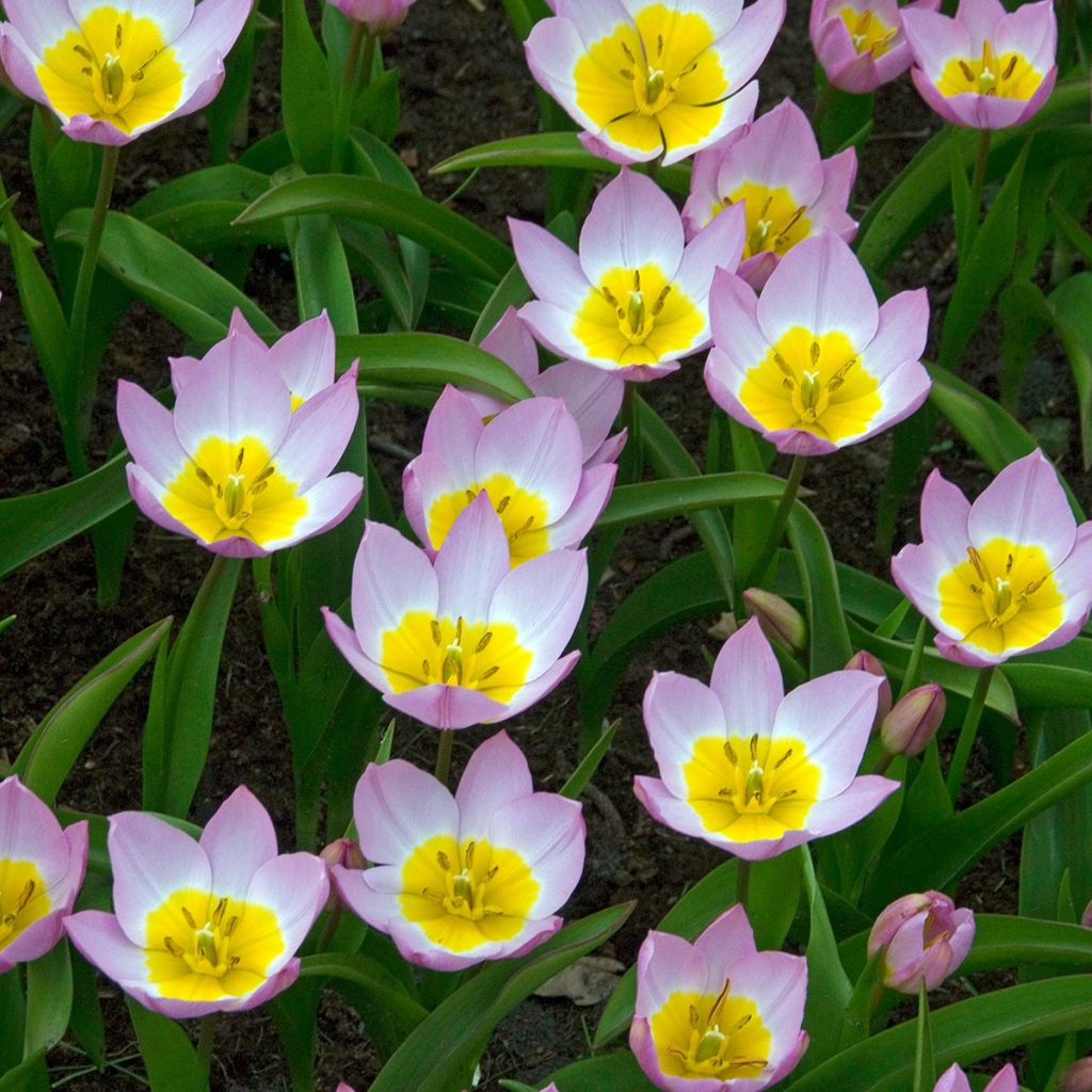 Tulipe botanique bakeri Lilac Wonder