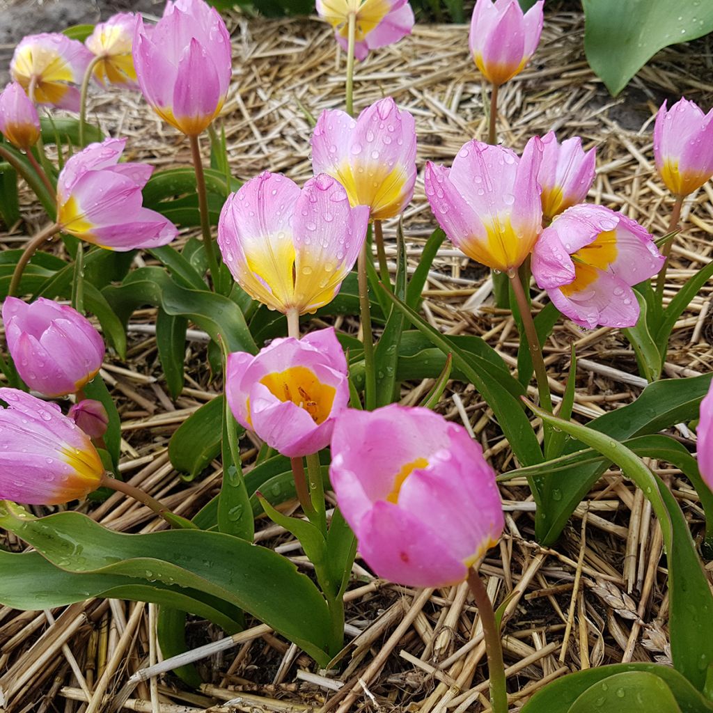 Tulipe botanique bakeri Lilac Wonder