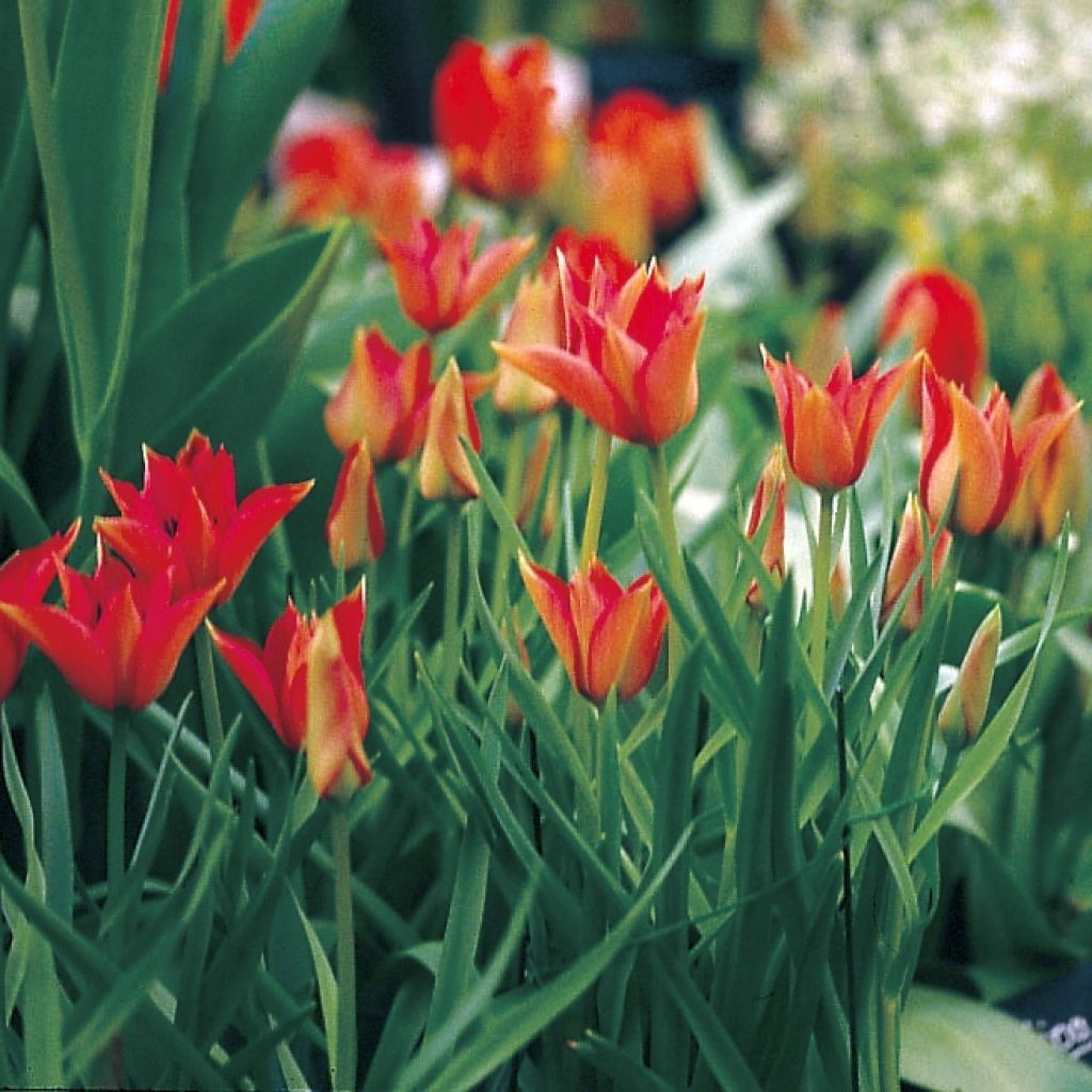 Tulipe botanique batalinii Red Gem