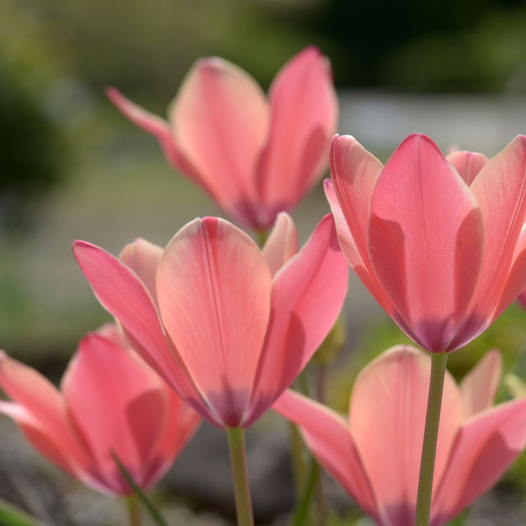 Tulipe botanique clusiana Annika