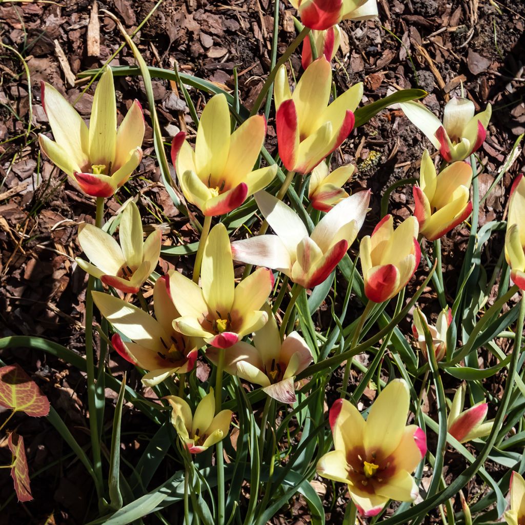 Tulipe botanique clusiana Cynthia
