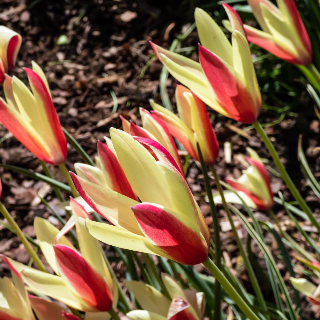 Tulipe botanique clusiana Cynthia