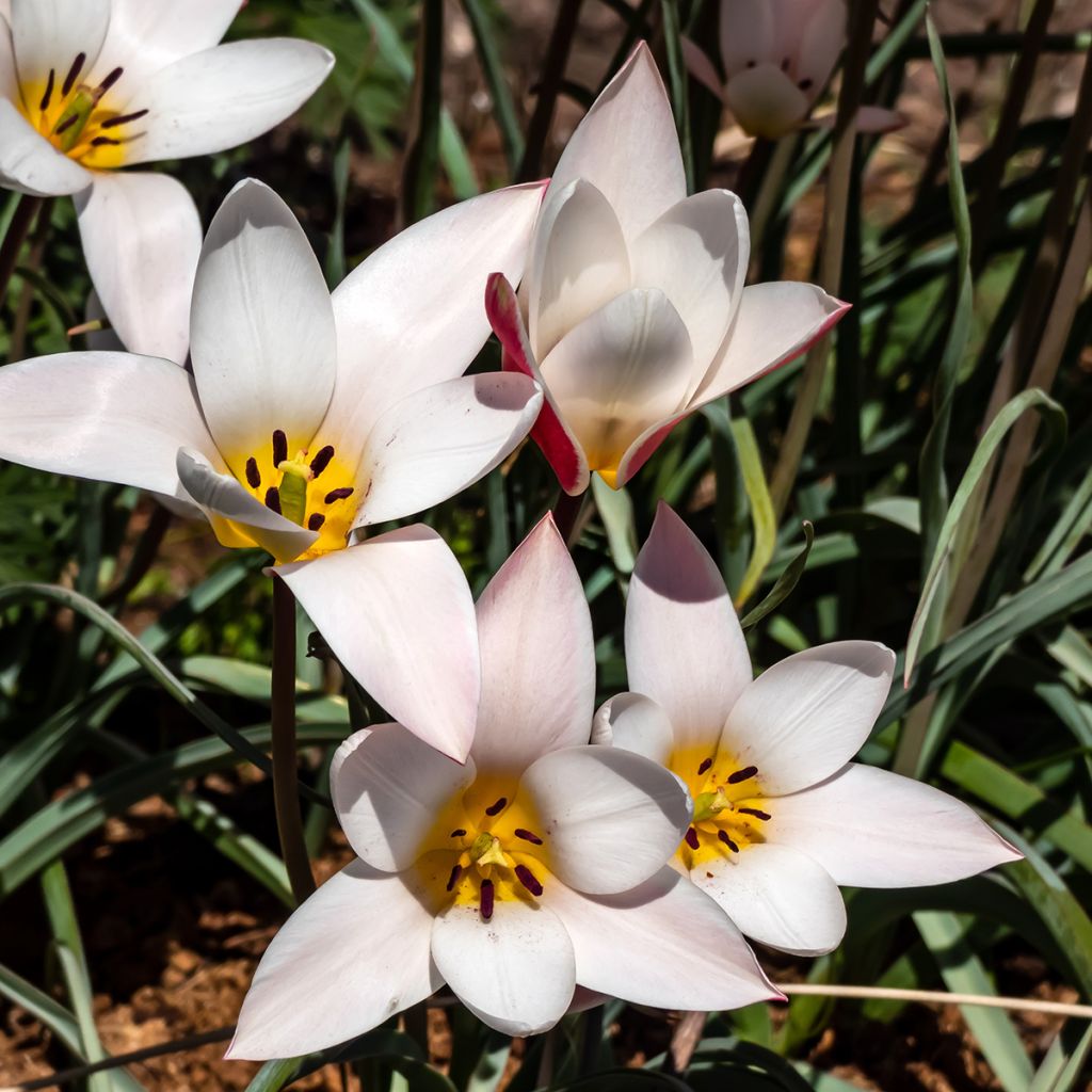 Tulipe botanique clusiana Lady Jane