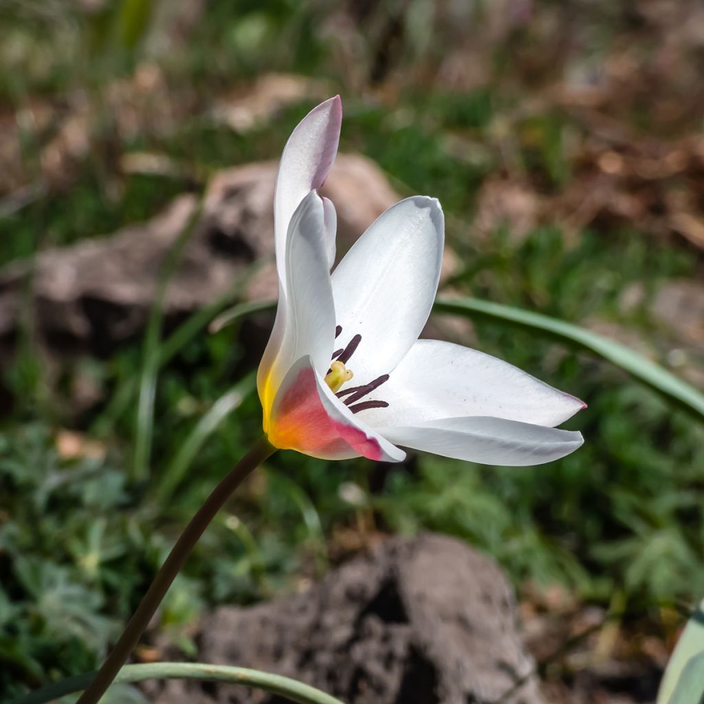 Tulipe botanique clusiana Lady Jane