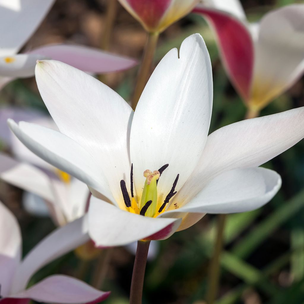 Tulipe botanique clusiana Lady Jane