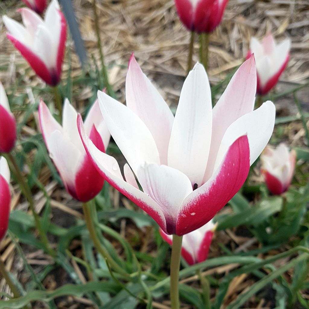 Tulipe botanique clusiana Peppermint Stick