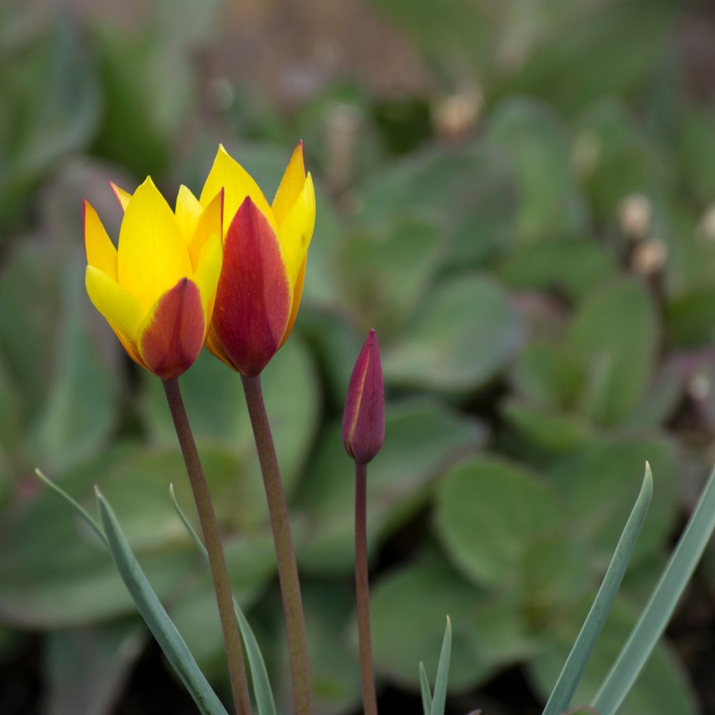 Tulipe botanique clusiana chrysantha Tubergen Gem