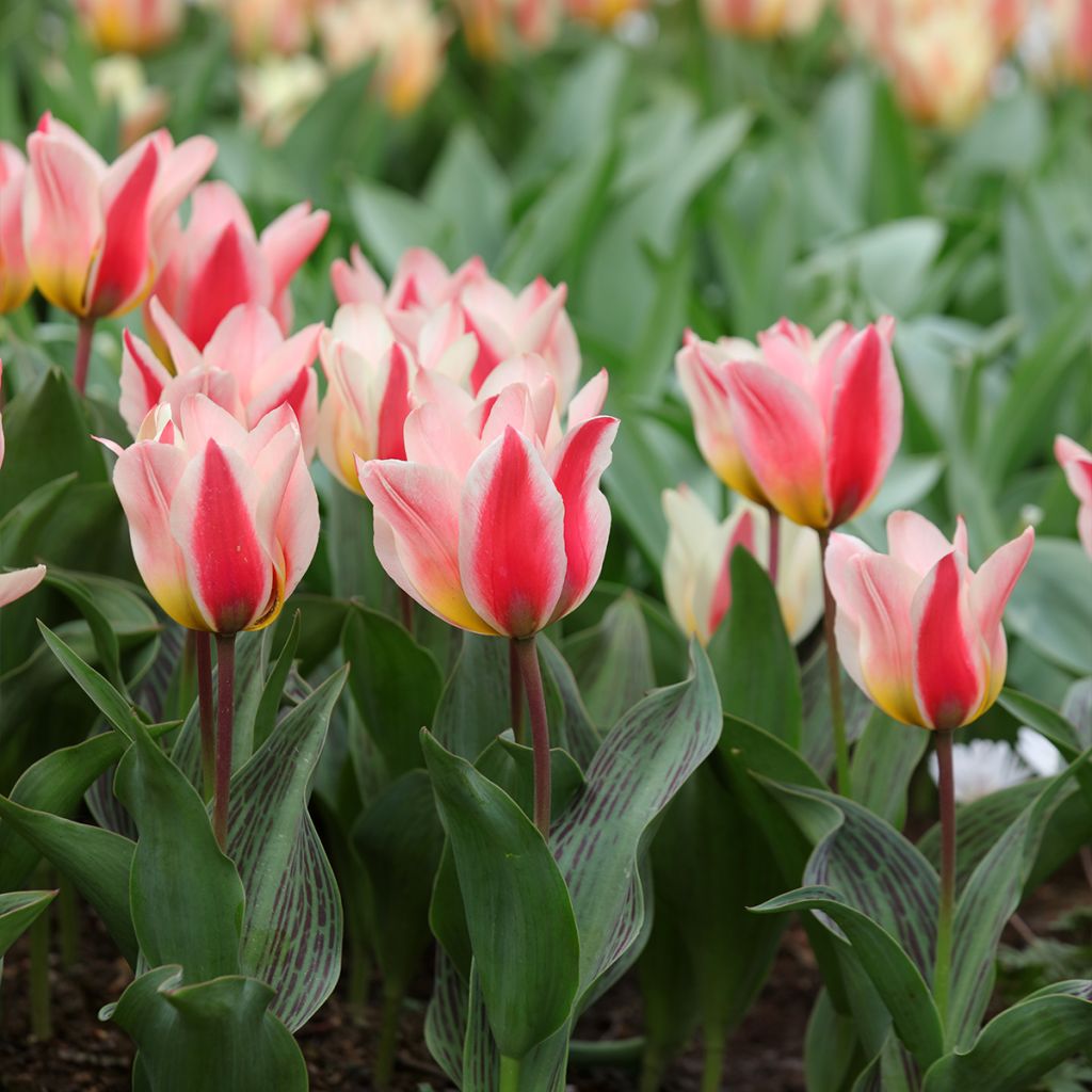 Tulipe botanique greigii Mary Ann