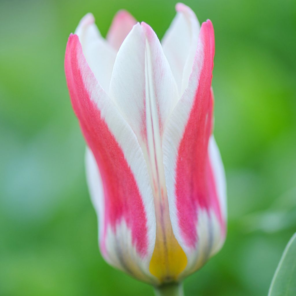 Tulipe botanique greigii Mary Ann