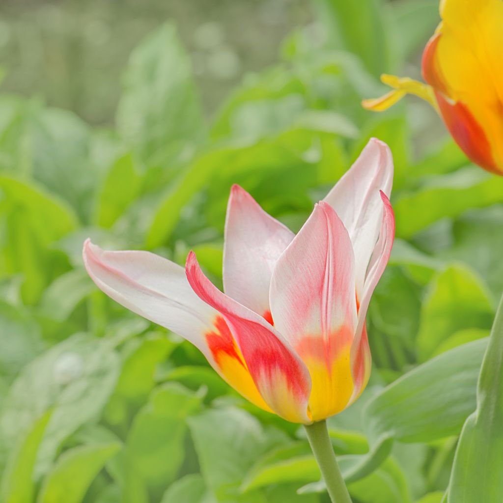 Tulipe botanique greigii Mary Ann