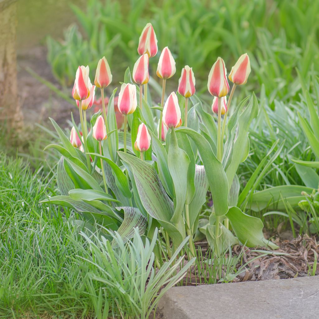 Tulipe botanique greigii Mary Ann