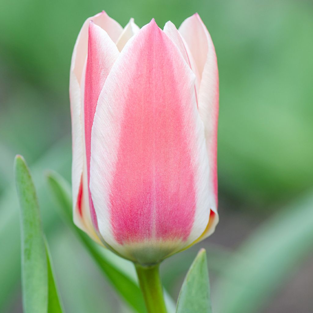 Tulipe botanique greigii Mary Ann